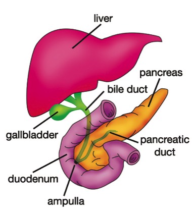 The gall bladder and its neighbours